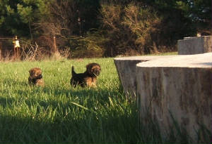 pupstonehenge.jpg