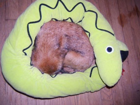 cutestthing.jpg