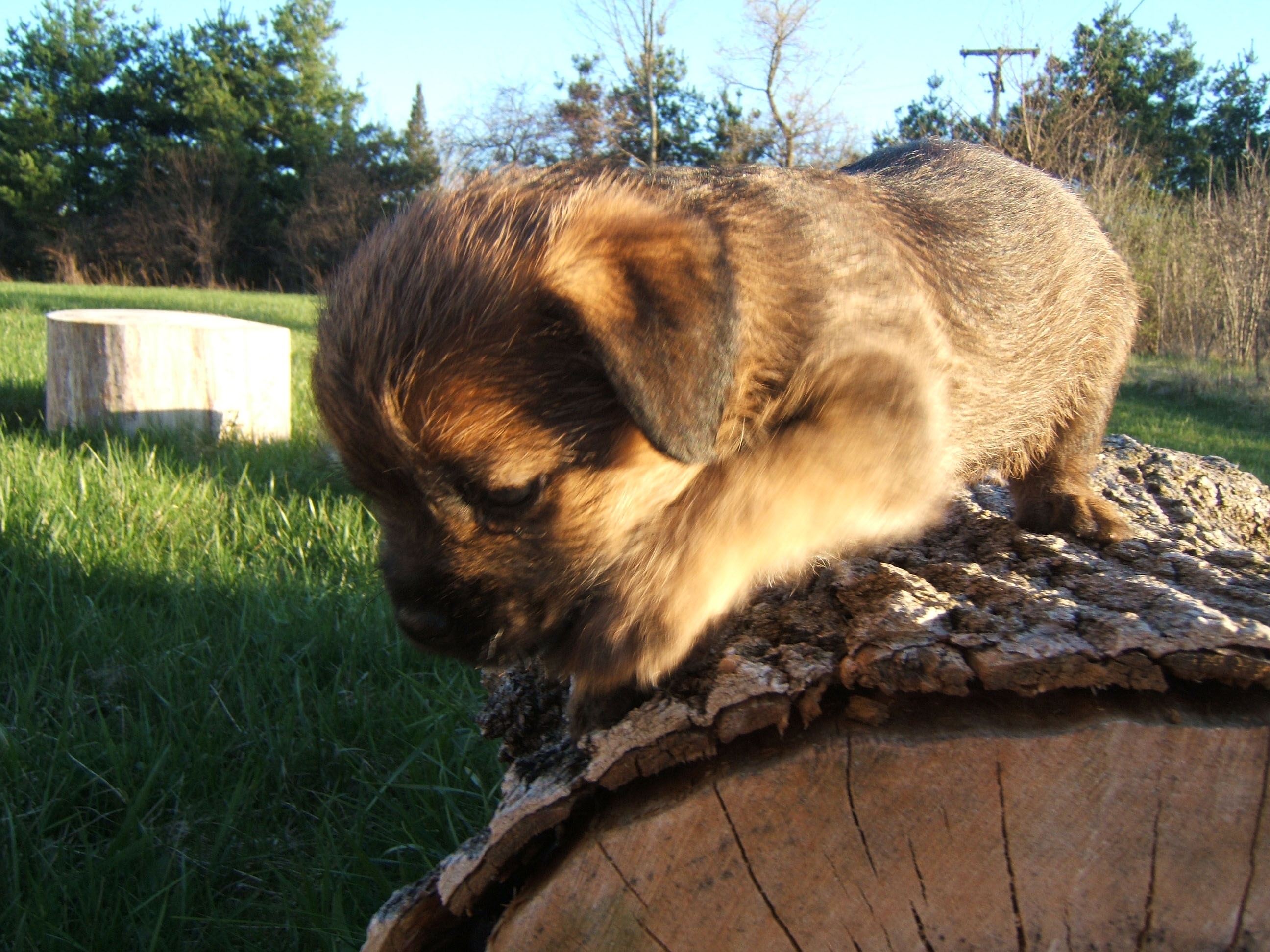 lumberpup.jpg