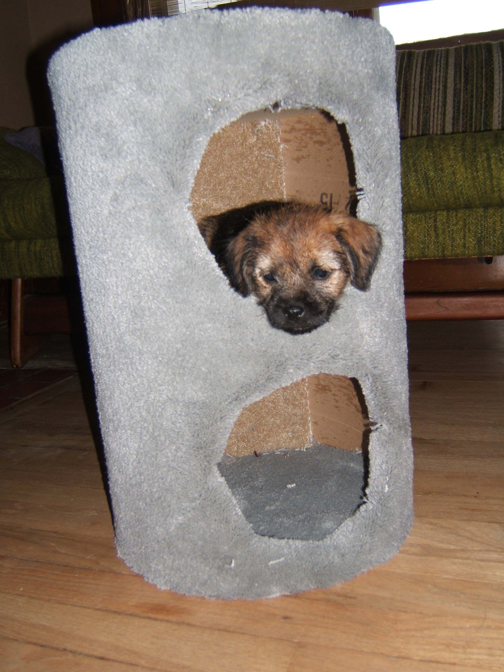 zapcattoy.jpg
